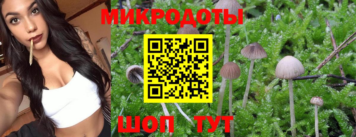 Галлюциногенные грибы Psilocybe Лесосибирск